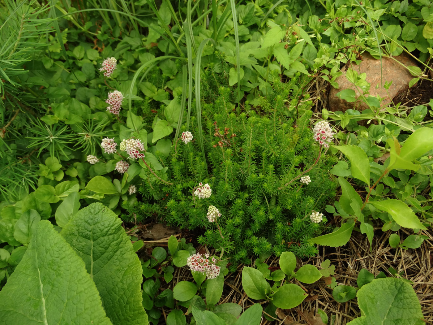 Изображение особи Bruckenthalia spiculifolia.