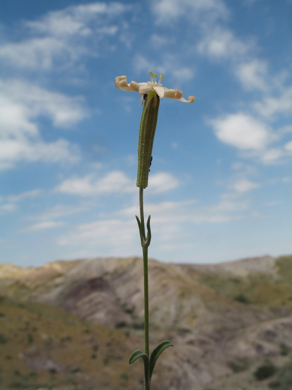 Изображение особи Silene fruticulosa.