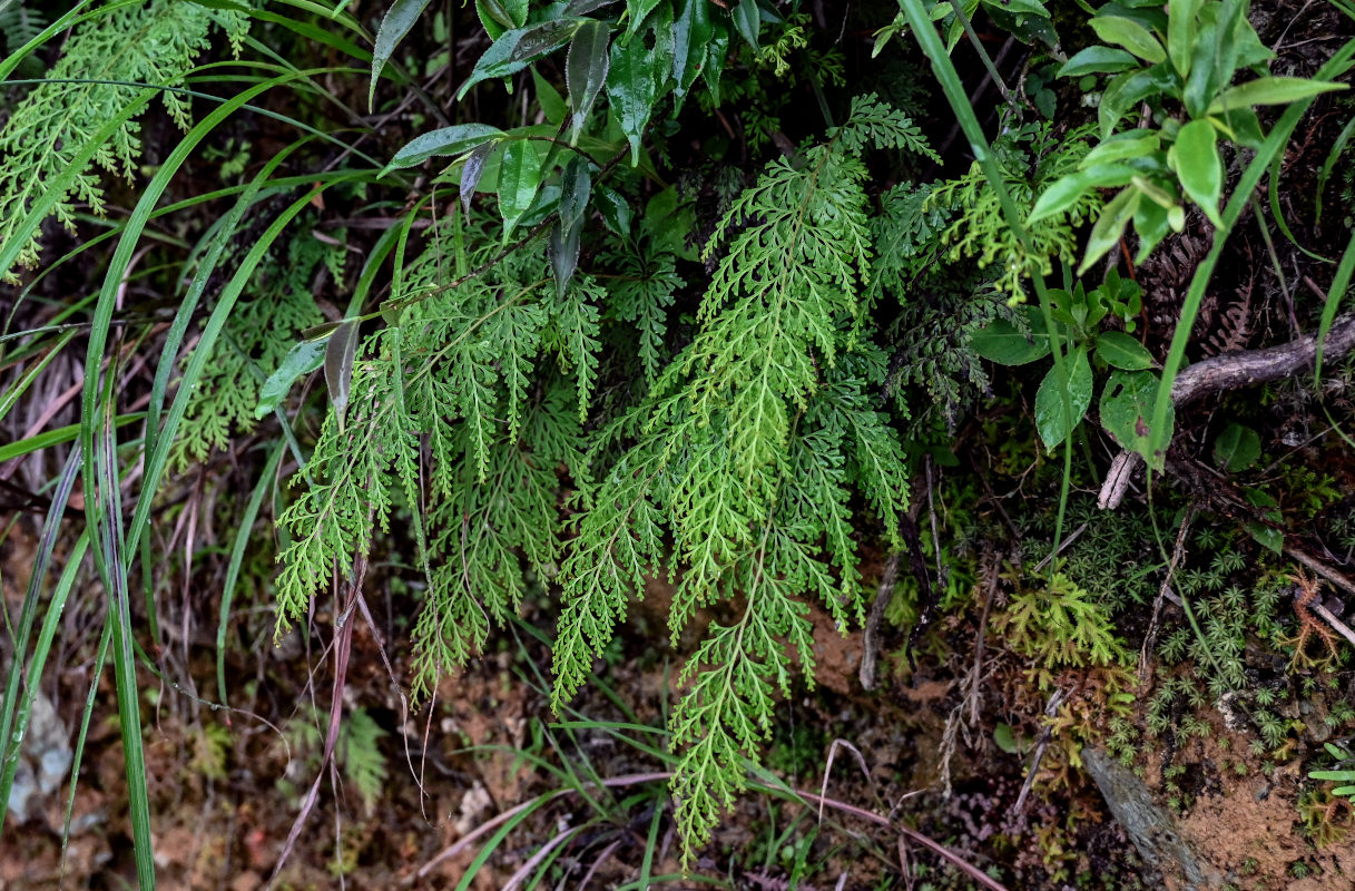 Изображение особи Odontosoria chinensis.