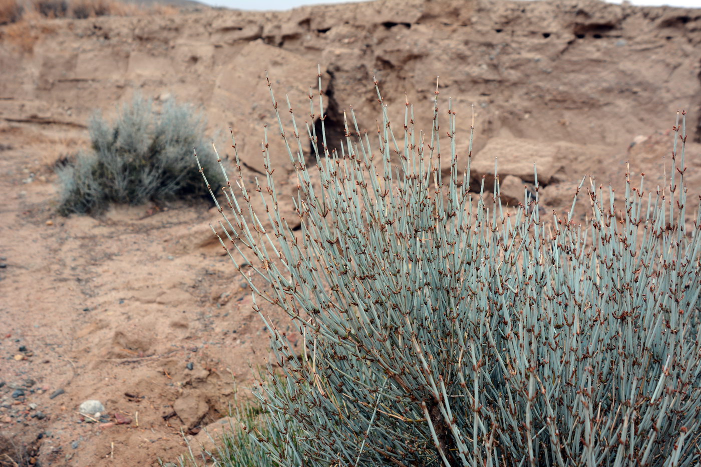 Image of Ephedra intermedia specimen.