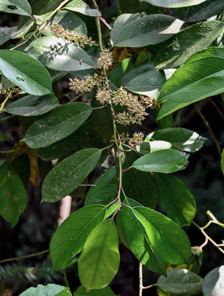 Изображение особи Itea chinensis.