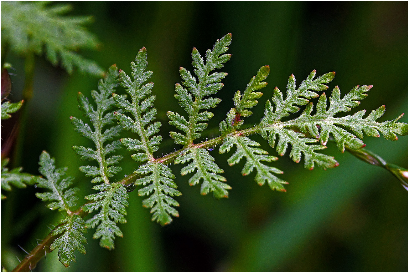 Image of Phacelia tanacetifolia specimen.