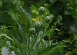 Cynara scolymus