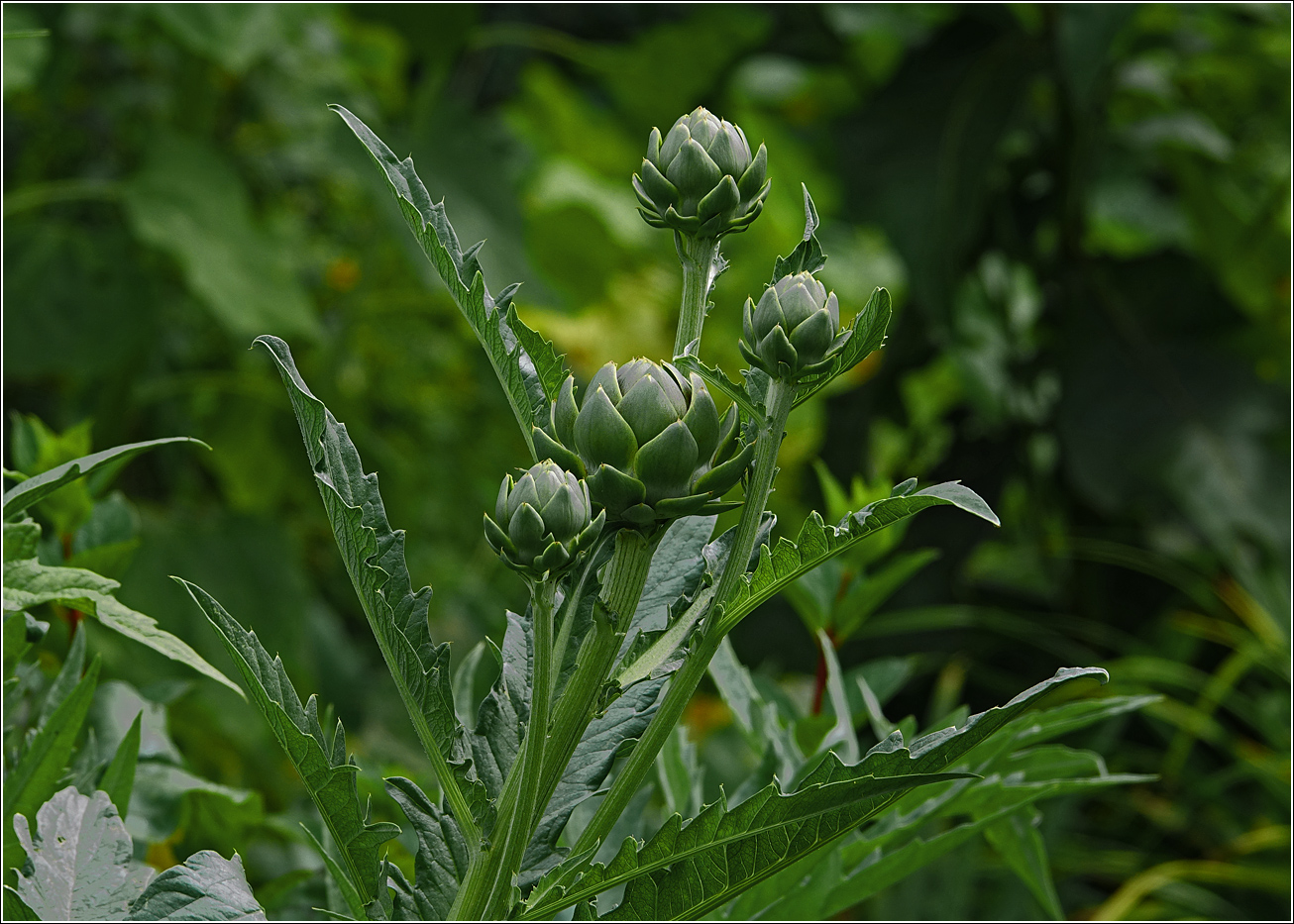 Изображение особи Cynara scolymus.