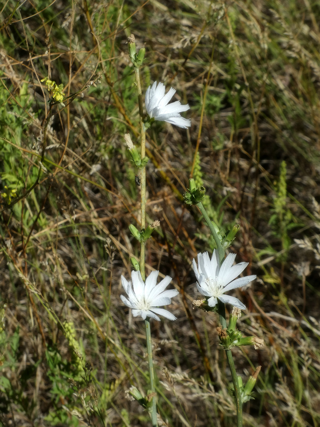 Image of Cichorium intybus specimen.