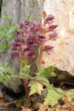 Orobanche pubescens. Цветущие растения. Крым, Южный берег, гора Кошка. 05.05.2024.