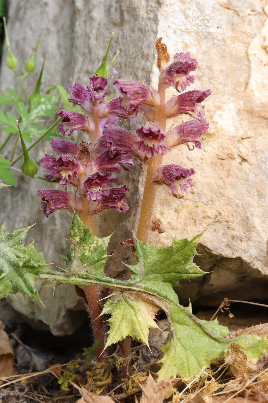 Image of Orobanche pubescens specimen.