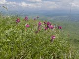 Onobrychis biebersteinii. Верхушки цветущих растений. Карачаево-Черкесия, Зеленчукский р-н, гора Джисса, ≈ 1600 м н.у.м., субальпийский луг. 14.06.2024.