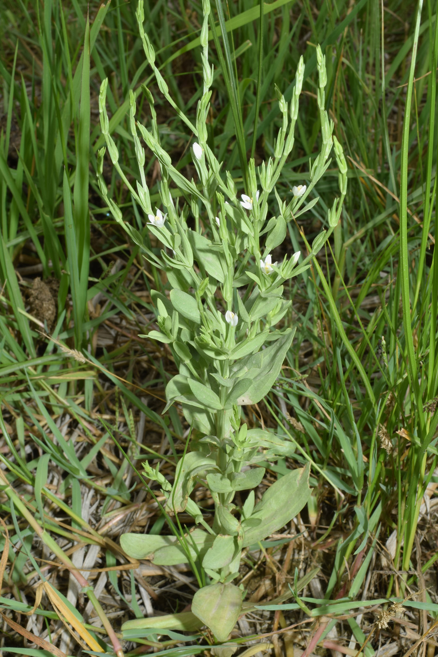 Image of Centaurium meyeri specimen.