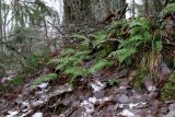 Polypodium vulgare