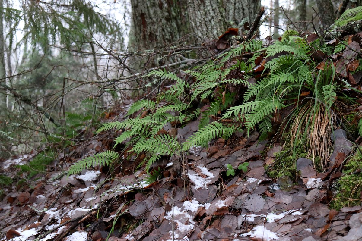 Image of Polypodium vulgare specimen.