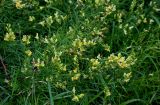 Linaria vulgaris. Верхушки цветущих растений. Вологодская обл., г. Вологда, берег р. Вологда, подножие лугового склона. 14.07.2024.