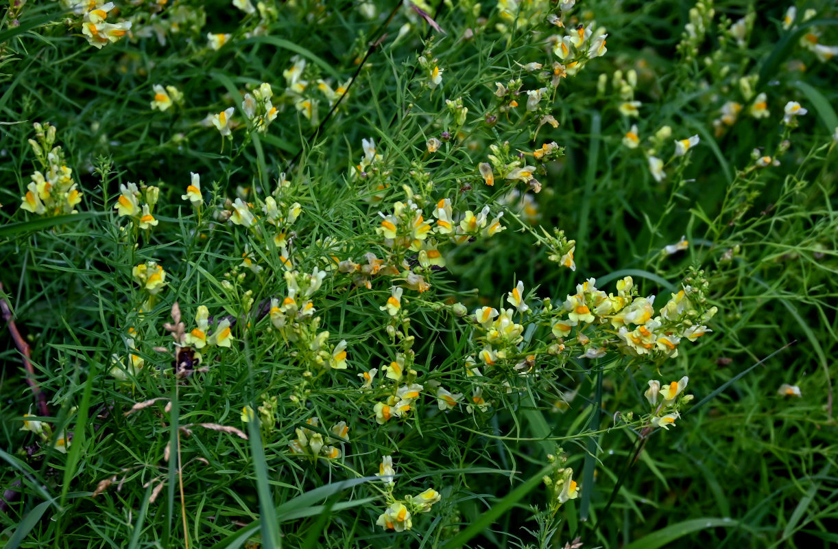 Изображение особи Linaria vulgaris.