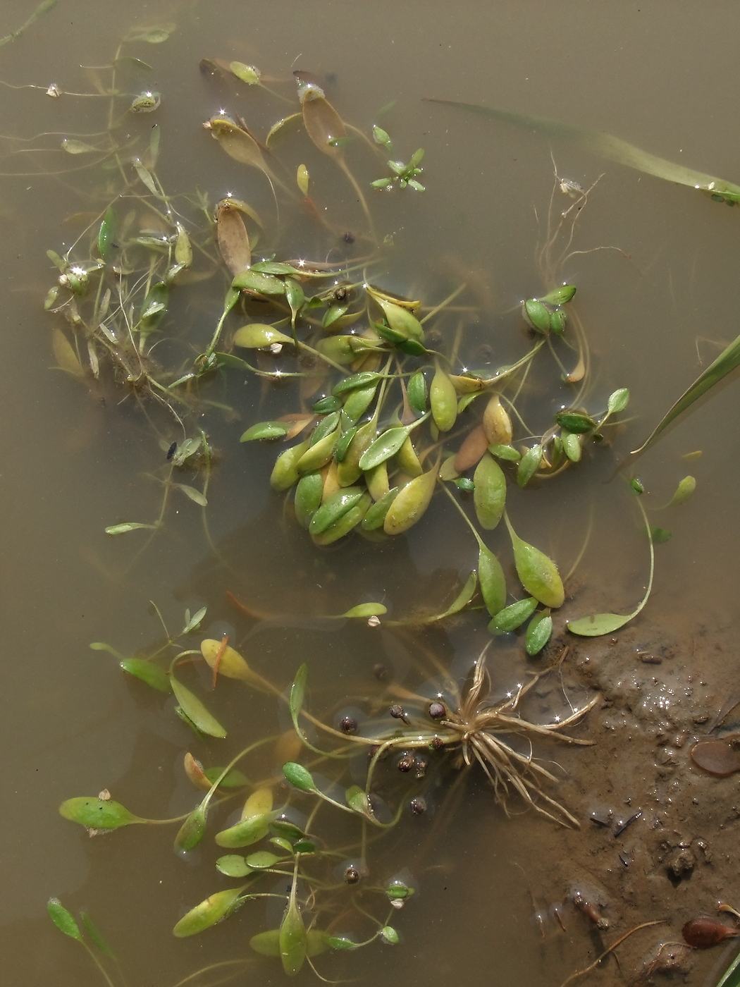 Image of Limosella aquatica specimen.