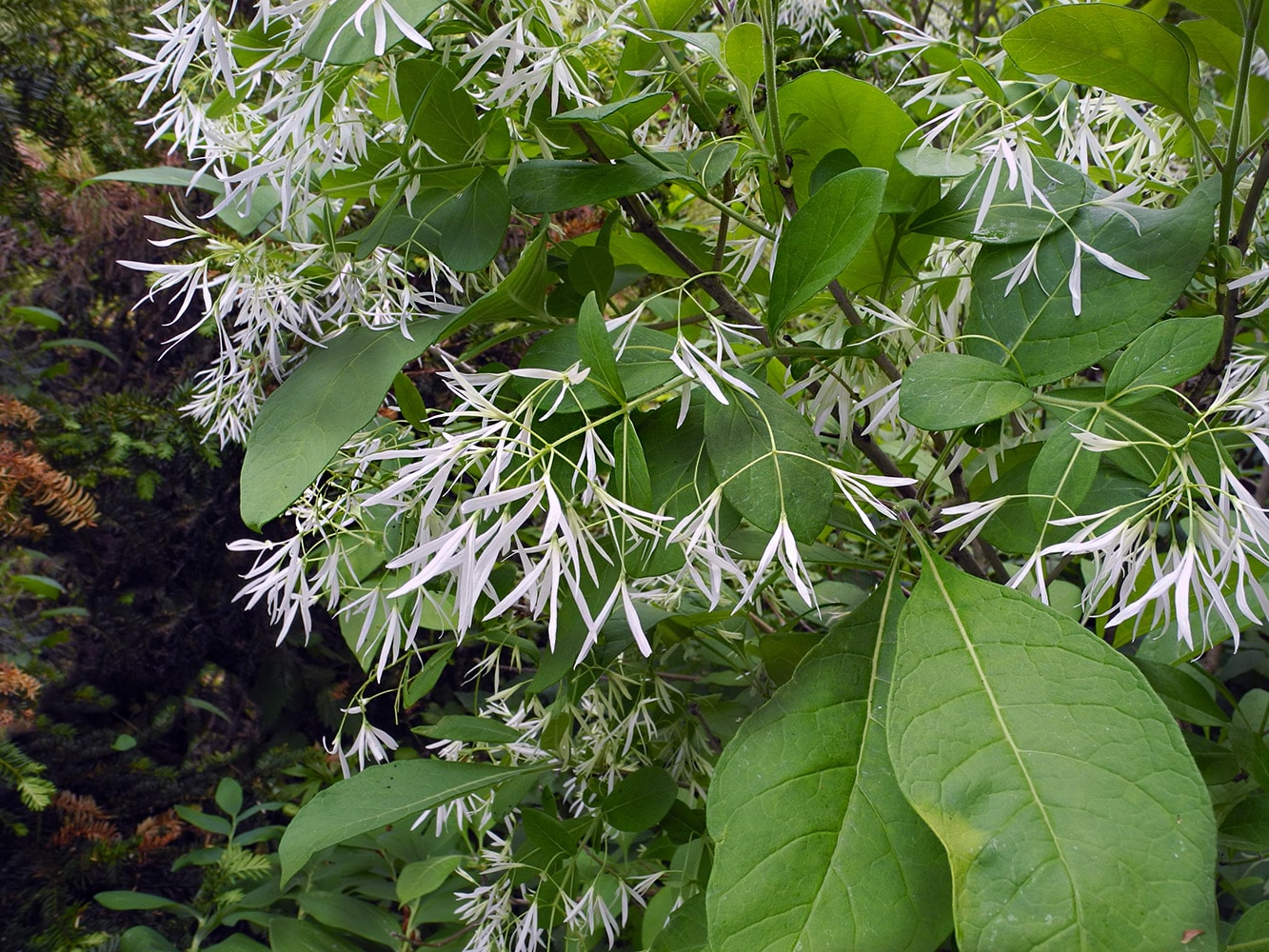 Изображение особи Chionanthus virginicus.