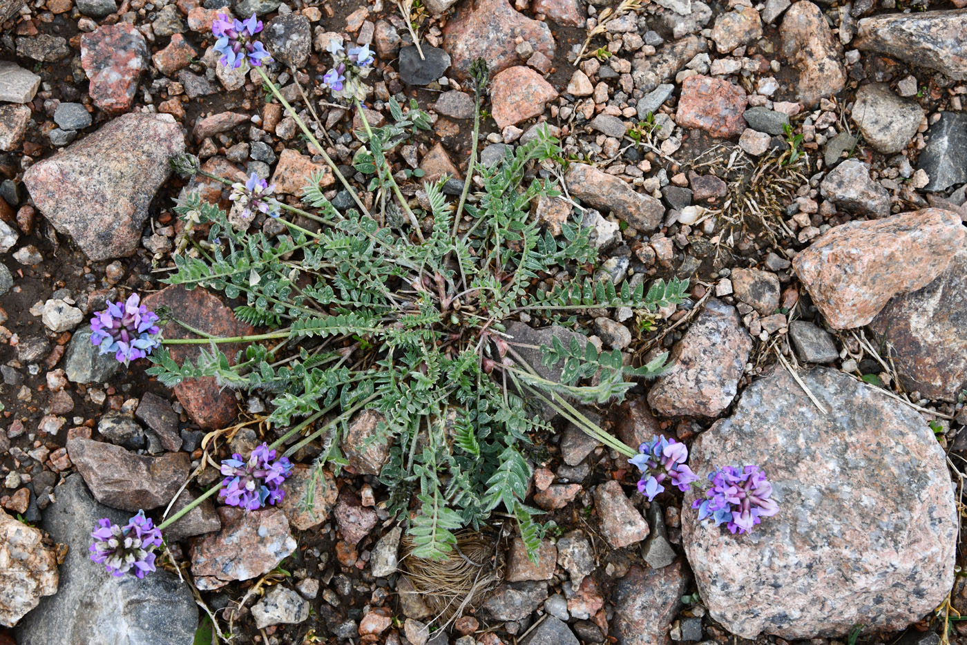 Изображение особи Oxytropis lapponica.