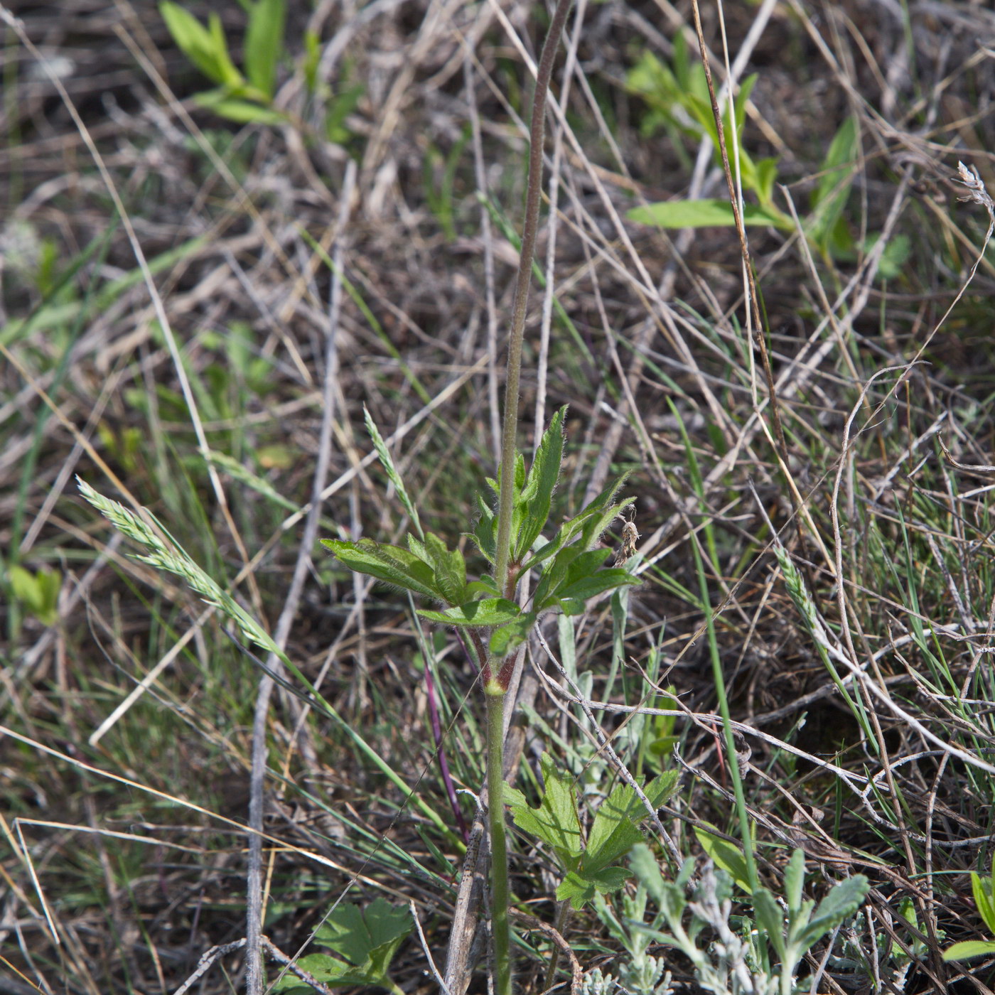 Изображение особи Anemone sylvestris.