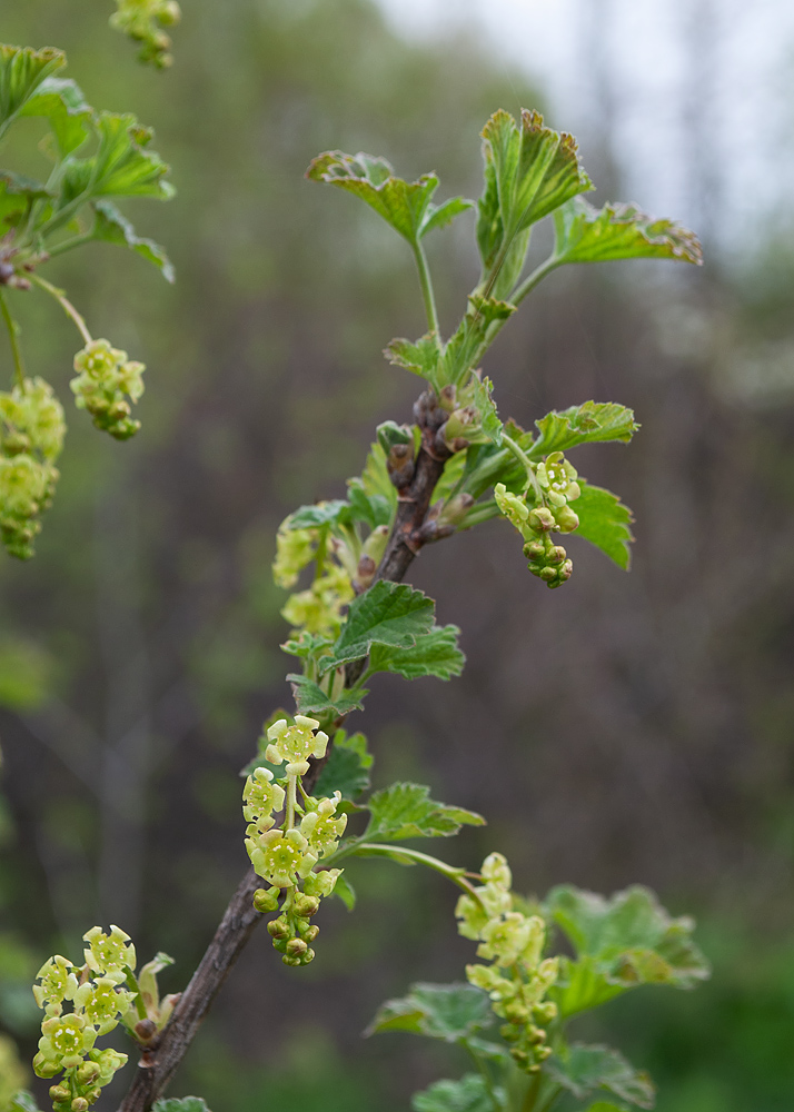 Изображение особи Ribes rubrum.