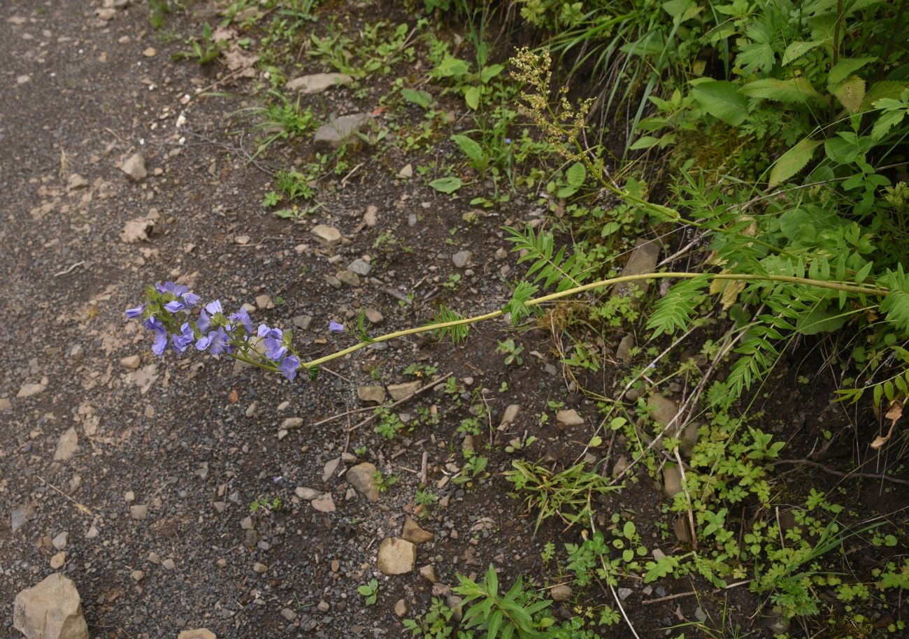 Изображение особи Polemonium caucasicum.
