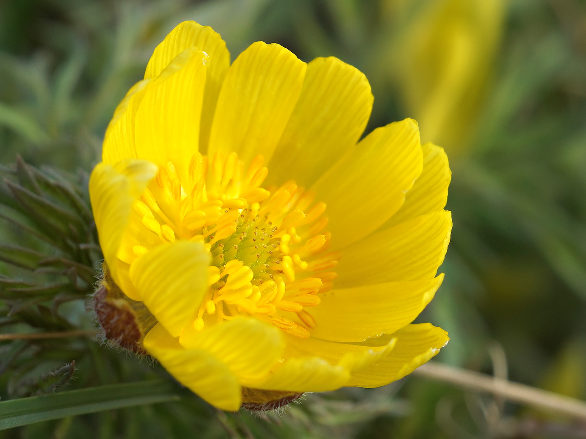 Image of Adonis volgensis specimen.