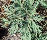 Artemisia sieversiana