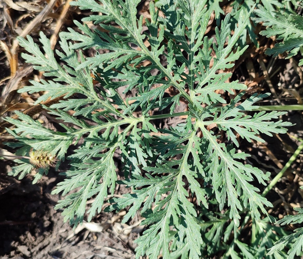 Изображение особи Artemisia sieversiana.