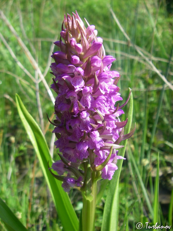 Image of Dactylorhiza incarnata specimen.