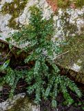 Buxus colchica. Вегетирующее растение. Краснодарский край, Сочи, Хостинский р-н, ущ. р. Большая Хоста, опушка смешанного леса, у подножия скалы. 11.03.2025.