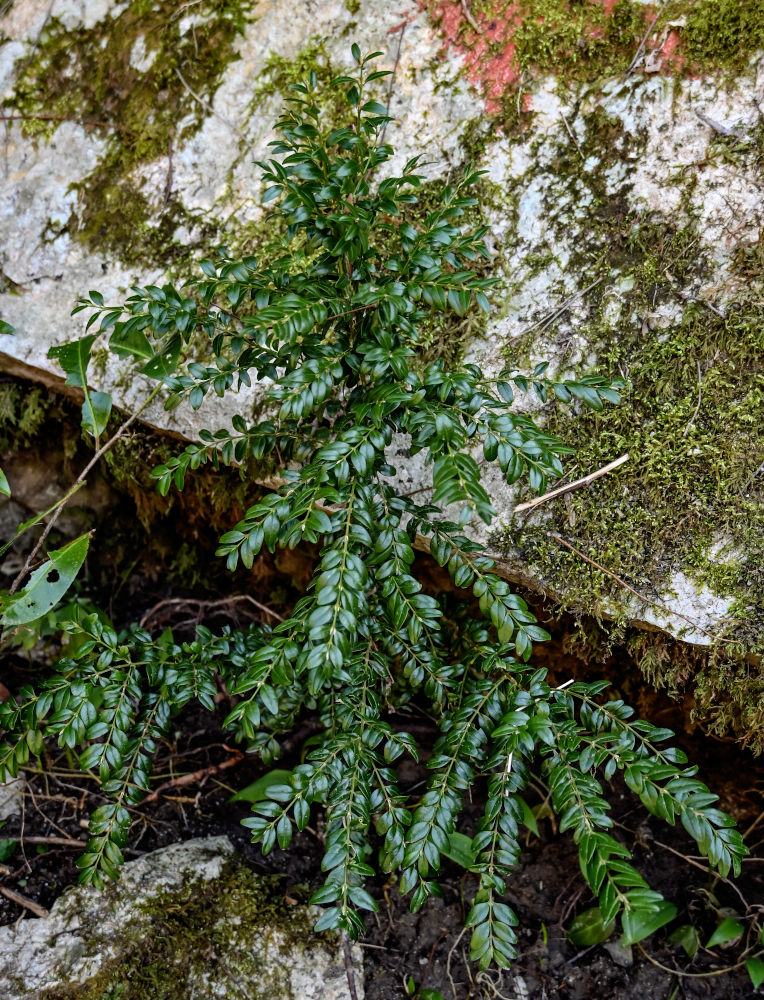 Image of Buxus colchica specimen.