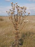 View full-size image Cirsium serrulatum