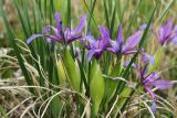 View full-size image Iris ventricosa