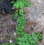 View full-size image Heracleum sibiricum