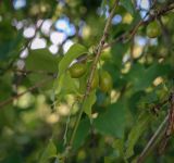 View full-size image Cornus mas