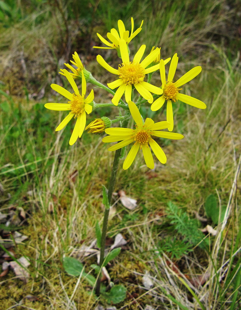 Image of genus Tephroseris specimen.