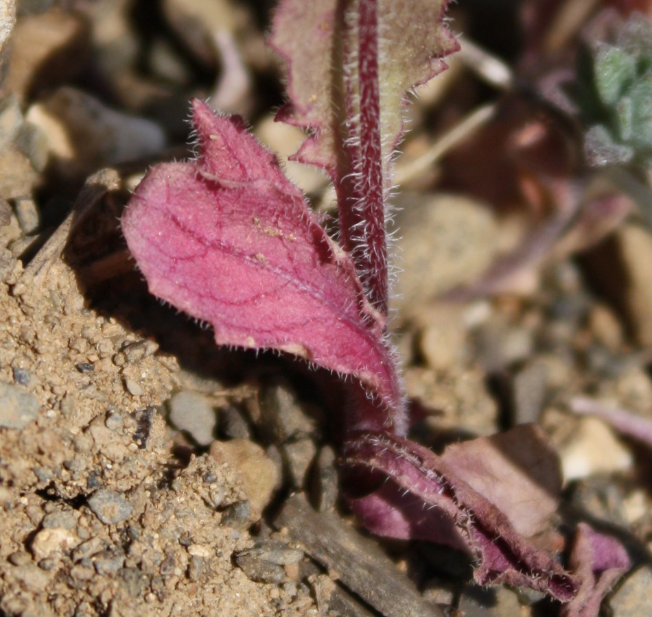 Image of Lagoseris sancta specimen.