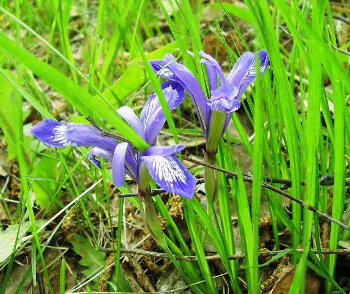 Image of Iris ruthenica specimen.