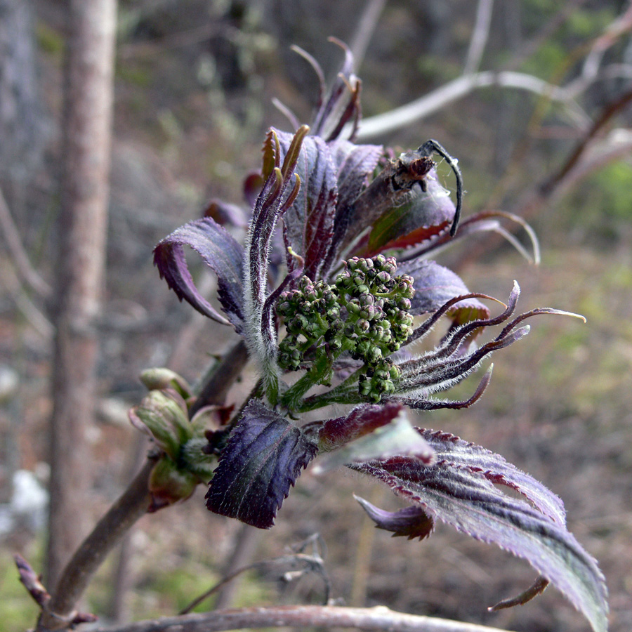 Изображение особи Sambucus sibirica.