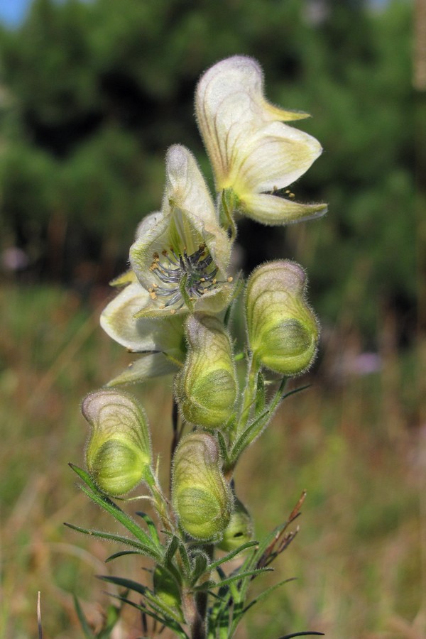 Image of Aconitum confertiflorum specimen.