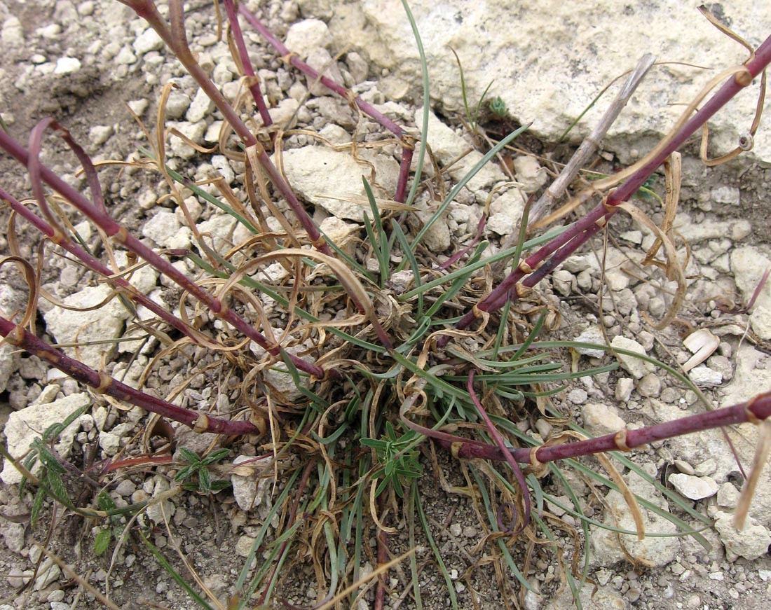 Image of Gypsophila pallasii specimen.