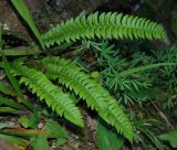 Polystichum lonchitis