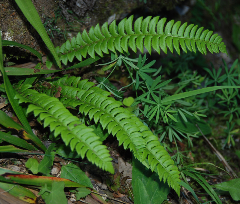 Image of Polystichum lonchitis specimen.