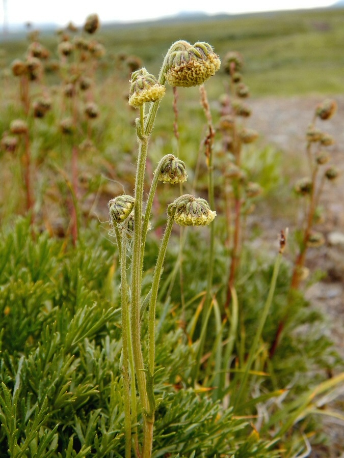 Изображение особи Artemisia norvegica.