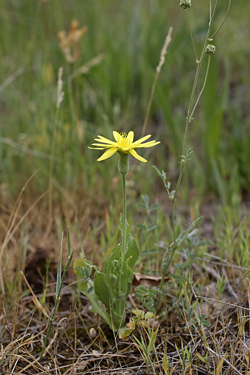 Image of Scorzonera tadshikorum specimen.