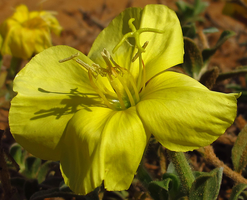 Image of Oenothera drummondii specimen.