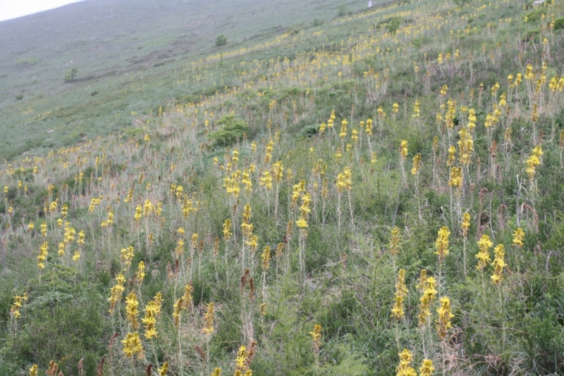 Image of Asphodeline lutea specimen.