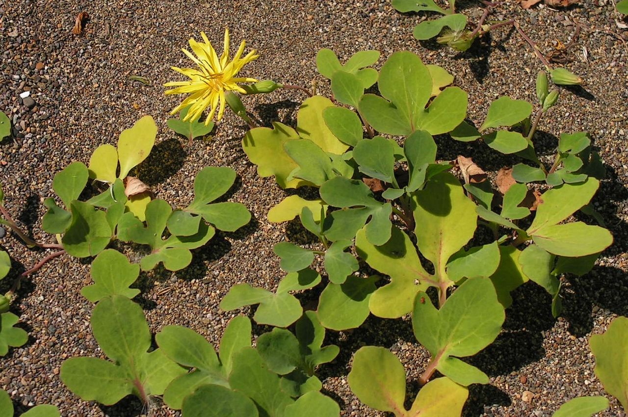 Image of Chorisis repens specimen.