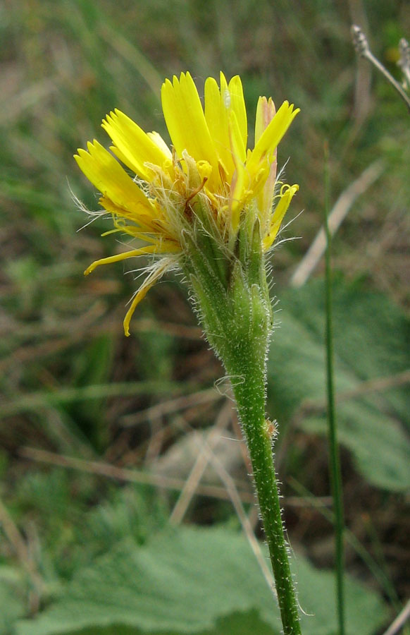 Изображение особи Leontodon biscutellifolius.