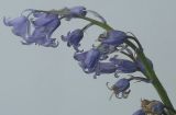 Hyacinthoides hispanica. Верхушка отцветающего соцветия. Германия, г. Кемпен, в культуре. 14.05.2012.