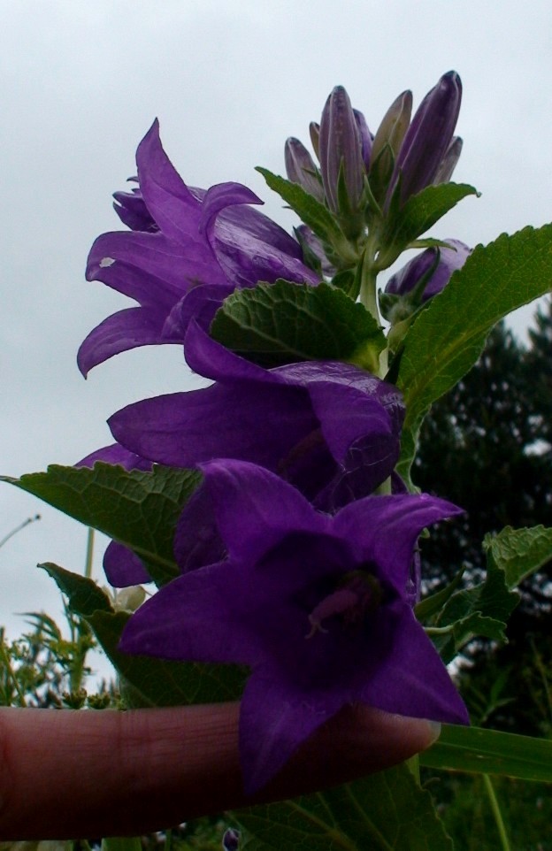 Image of Campanula latifolia specimen.