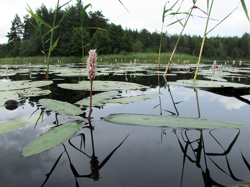 Image of Persicaria amphibia specimen.